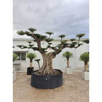 Olea Plato Tronco  Viejo ejemplar  Preguntar Precio